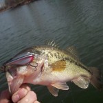 bass_ridgeline_crankbait_pk_lures