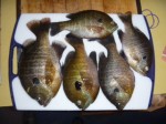 blue_gill_jigging_spoons