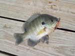 bluegill_fishing_copper_flutter_fish