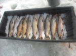 browntrout_ice_fishing_pk