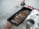 browntrout_ice_fishing_pk_flutter_fish