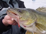 copper_flutter_fish_huge_walleye