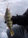 copper_jigging_spoon_fishing_perch