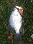 crappie_fishing_pk_flutter_fish