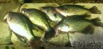 crappie_fishing_pk_spoons_openwater