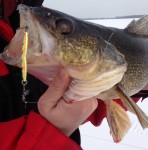firetiger_glow_jigging_spoon_walleye_ice_fishing