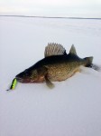 firetiger_walleye_ice_fishing_spoons