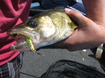 fishing_walleye_firetiger_jigging_spoon