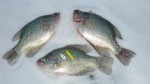 ice_fishing_crappie_with_spoons