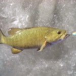 ice_fishing_jigging_spoons_bass