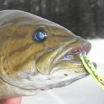 ice_fishing_smallie_firetiger_spoon