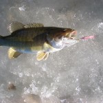 ice_fishing_smallmouht_bass_spoons