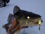 ice_fising_walleye_jigging_spoon_pearl_chartreuse