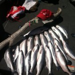 kokanee_salmon_pk_fishing