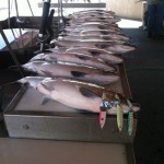 kokanee_salmon_pk_lures_blue_mesa