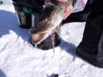 pike_caught_on_jigging_spoons