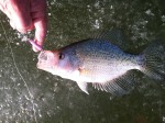 pk_ice_fishing_crappie