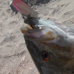 pk_ridgeline_crankbait_smallmouth_bass