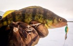 predator_ice_fishing_lure_perch