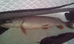 red_dot_glow_northern_pike