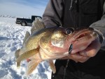 shad_ice_fishing_pk_spoon