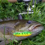 smallmouth_bass_fishing_flutter_fish