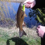 smallmouth_bass_flutter_fish