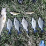 spoon_fishing_for_bass