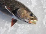 trout_ice_fishing_flutter_fish