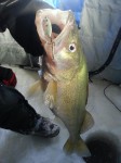 walleye_lake_winnipeg_pk_lures