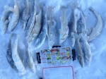 walleye_pk_ice_fishing